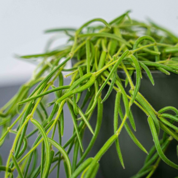 Hoya – выращивание, уход, сорта