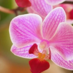 Орхидеи в горшках – какие выбрать и как за ними ухаживать