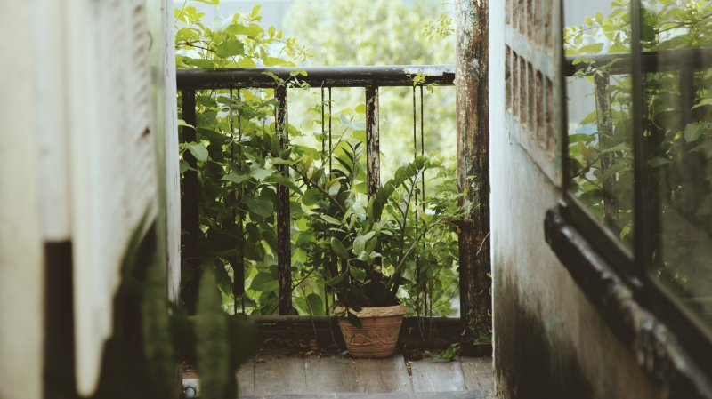 Растение праздничное, или Комнатные растения на балконе